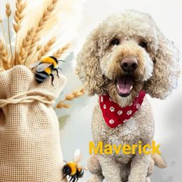Maverick - Goldendoodle