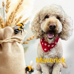 Maverick - Goldendoodle