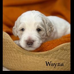Wayna - Caramel cream male Australian Labradoodle puppy in Gladstone, Oregon from Beaver State Labradoodles