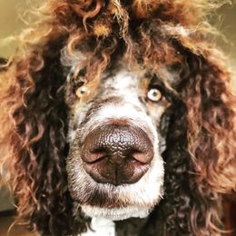 Solomon - Poodle