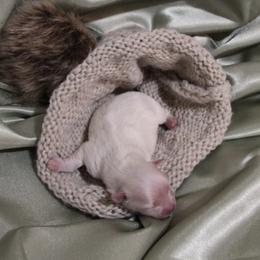 Suede - White male Pomeranian puppy in University City, Missouri from Textilepoms