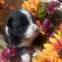 Girl 5 - Black tri-color female Australian Shepherd puppy in Newtown, Connecticut from Stepping Stone Kennel