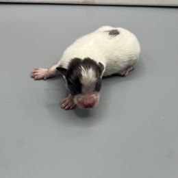 Girl 3 - Blue parti female Pomeranian puppy in Brentwood, California from Royalpawpoms