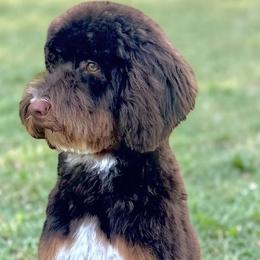 Goldendoodle All Grown Up from RVA DOODLES, LLC