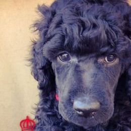 Poodle Puppies from Berndt Sienna Poodles