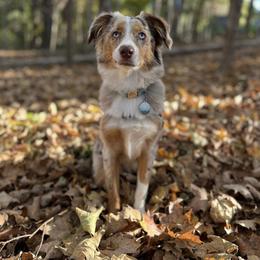 Miniature Australian Shepherd and Toy Australian Shepherd Puppies from Loyal Litters Toy Australian Shepherds