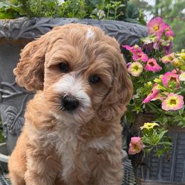 Texas - Apricot male Australian Labradoodle puppy in Washington, North Carolina from Pamlico Labradoodles