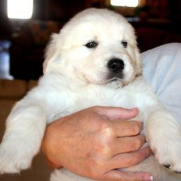 Golden Retrievers from White Sand Golden Retrievers