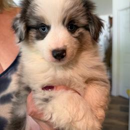 Wyatt - Blue merle male Miniature Australian Shepherd puppy in Oroville, California from Puppy Love Ranch Mini Aussies