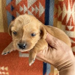 Apricot - Red female Dachshund puppy in Okeechobee, Florida from HotShot Kennels