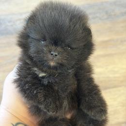 Tiny black boy - Black male Pomeranian puppy in Pittsburgh, Pennsylvania from Peachy Pomeranians