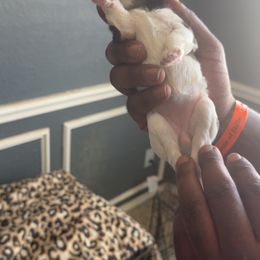 Girl 2 - Chocolate, tan and white female Yorkshire Terrier puppy in Little Elm, Texas from Breedlove Pupps