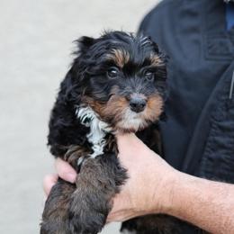 Stilton (dark green) - Tri-color male Bernedoodle puppy in Surprise, Arizona from Huckleberry Doodles