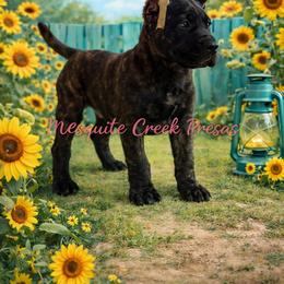 Cherokee - Tiger male Perro de Presa Canario puppy in Horizon, Texas from Mesquite Creek Kennels
