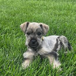 AKC Zula (Yellow) - Salt and pepper female Miniature Schnauzer puppy in West Jordan, Utah from Olympus Schnauzers