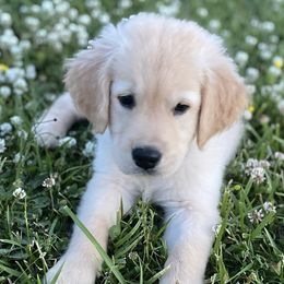 Bernedoodles, Bernese Mountain Dogs, Goldendoodles, and Golden Retrievers from Goldens and Doods of TN