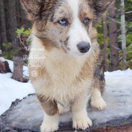 American Corgi and Cardigan Welsh Corgi Puppies from There and Back Again Corgis