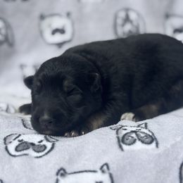 German Shepherd Puppies from Fancy GSDs