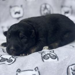 German Shepherd Puppies from Fancy GSDs