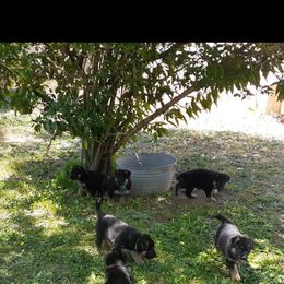 German Shepherd Puppies from Flussufer German Shepherds