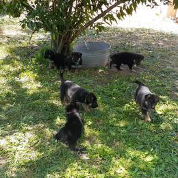 German Shepherd Puppies from Flussufer German Shepherds