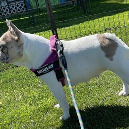 Nikko - French Bulldog