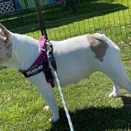 Nikko - French Bulldog