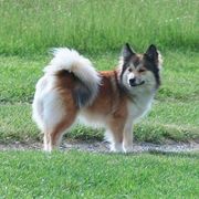 Karma - Icelandic Sheepdog