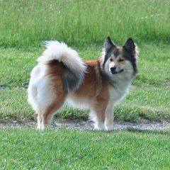 Karma - Icelandic Sheepdog