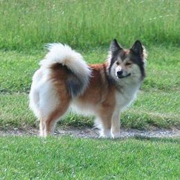 Karma - Icelandic Sheepdog