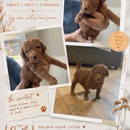 Orange - Red  female Goldendoodle puppy in Spring, Texas from The Doodle Den