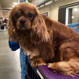 Jones - Cavalier King Charles Spaniel