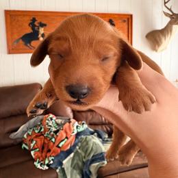 Rubble - Red male Dachshund puppy in Goldthwaite, Texas from Mini Mama Dachshunds