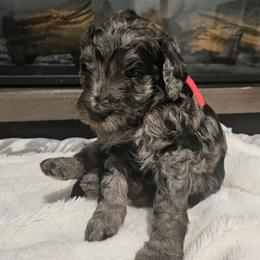 Dean - Merle male Goldendoodle puppy in Meridian, Idaho from Lucy's Golden Doodles