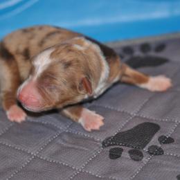 Miniature American Shepherd and Toy Australian Shepherd Puppies from Roeboat Aussies