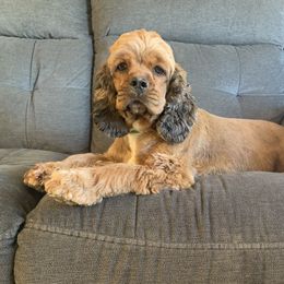 Sam  - Cocker Spaniel
