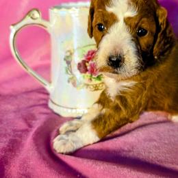 Betsy - Parti female Goldendoodle puppy in Western Massachusetts, Massachusetts from Magical Goldendoodles of Pioneer Valley, MA