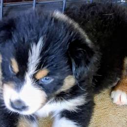 Australian Shepherds from Coffee Creek Aussies