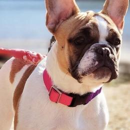 French Bulldog puppies from Moore Frenchies