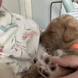 Poodle Puppies from Cano Homestead Poodles