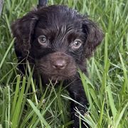 Boy 1 - Brown male Boykin Spaniel puppy in Barney, Georgia from Price & Co.