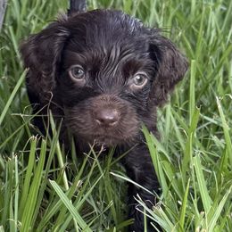 Boy 1 - Brown male Boykin Spaniel puppy in Barney, Georgia from Price & Co.