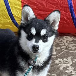 Riley - Black and white female Alaskan Klee Kai puppy in Winthrop, Minnesota from Kayobi Shibas