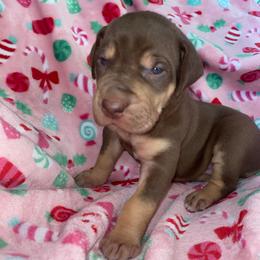 Max - Chocolate female Great Dane puppy in Spartanburg, South Carolina from Pawlmetto Danes