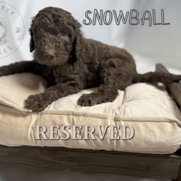 Snowball - Chocolate male Goldendoodle puppy in Ama, Louisiana from Spectrum Doodles