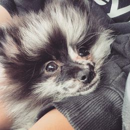 Pomeranians from 907_pomz