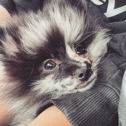 Pomeranians from 907_pomz