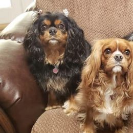 Cavalier King Charles Spaniels from Sovereign Cavaliers