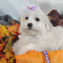 Gidget - White female Coton de Tulear puppy in Westfield, North Carolina from Legacy Pets