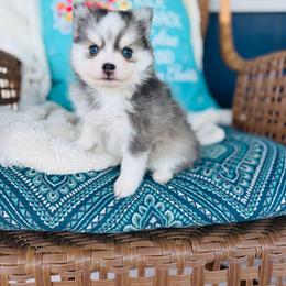 America - Blue female Pomsky puppy in Yavapai County, Arizona from Pawsh Pomskies